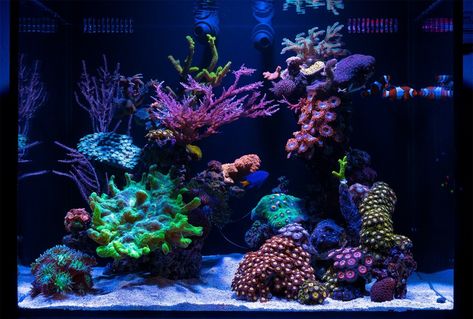 SaltyTanks' Sculpted 40 Gallon Mixed Nano Reef - January 2021 Featured Reef Aquarium Reef Aquascape, Reef Aquascaping, Reef Tank Aquascaping, Coral Aquarium, Cool Fish Tanks, Cool Fish, Reef Aquarium, Reef Tank, Saltwater Aquarium