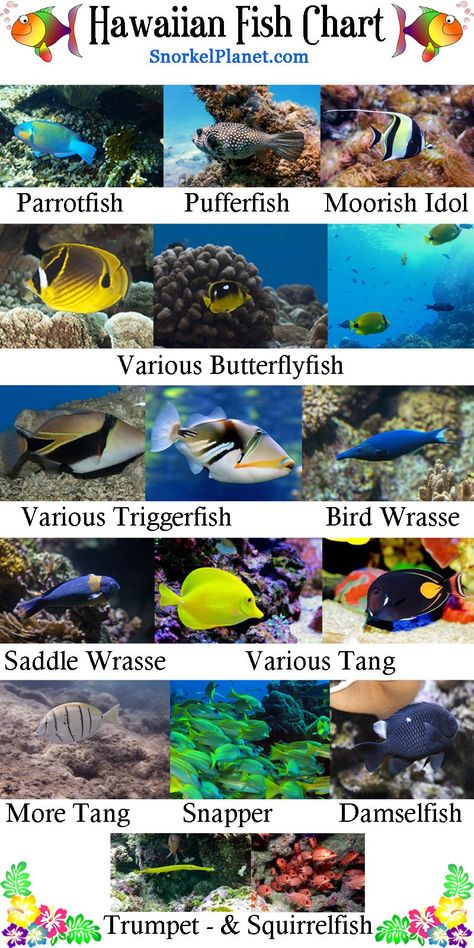 Fish Chart, Hawaiian Fish, Hanauma Bay, Reef Fish, Fish Species, Puffer Fish, Aquarium Fish Tank, Hawaii Island, Coral Reef