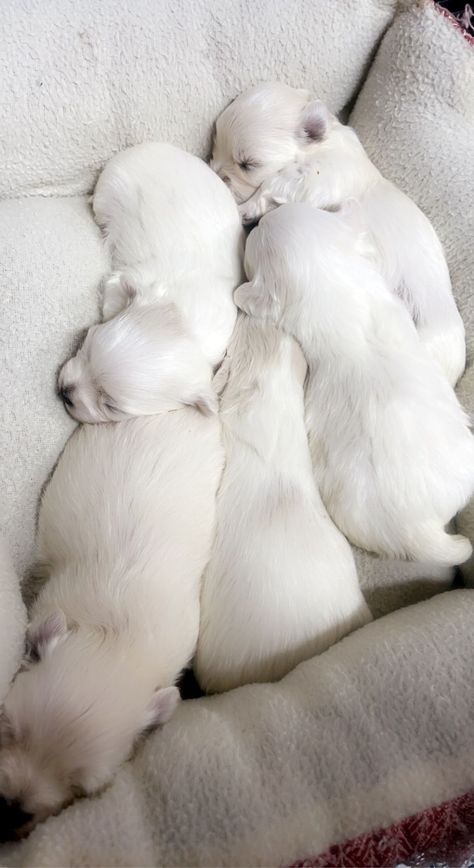 Cedar Hill Kennel Has Maltese Puppies For Sale In El Paso, AR On AKC PuppyFinder Adoption Pictures, Maltese Puppies For Sale, Maltese Puppies, Maltese Puppy, American Kennel Club, Puppies For Sale, Maltese, Dog Training, Dog Breeds