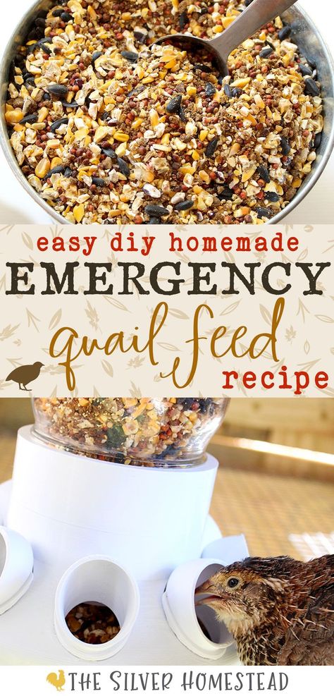 a homemade quail feed blend is in a bucket with a metal scoop and text that reads easy diy homemade emergency quail feed recipe just 4 grocery store ingredients Quail Feed Recipe, Quail Food, Quail Feed, Backyard Quail, Coturnix Quail, Quail Recipes, Raising Quail, Mini Farm, Quail Eggs