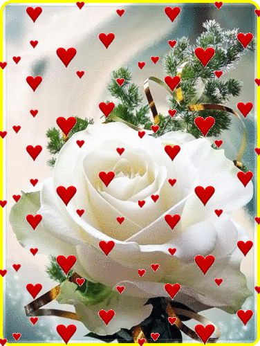 Amor ! Rose Belle, Love You Gif, Rose Flower Wallpaper, Flowers Gif, Beautiful Love Pictures, Beautiful Flowers Wallpapers, Beautiful Gif, Beautiful Rose Flowers, Beautiful Flowers Pictures