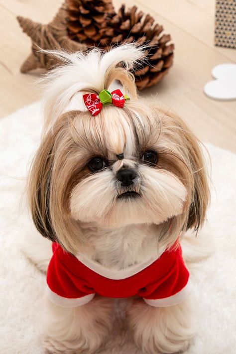 Shitzu Dogs Haircuts, Shih Tzu Grooming Styles, Shih Tzu Hair Styles, Cute Shih Tzu, Shih Tzu Haircuts, Perro Shih Tzu, Chien Shih Tzu, Shitzu Dogs, Teddy Bear Puppies