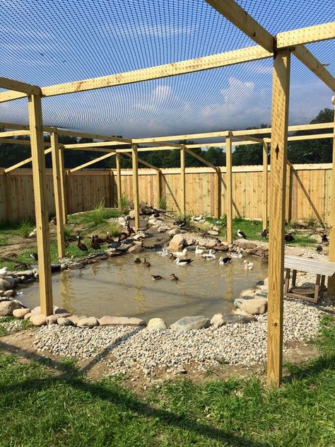 Backyard Aviary, Lake House Theme, Duck Aviary, Outdoor Aviary, Reban Ayam, Como Plantar Pitaya, Backyard Ducks, Duck Coop, Duck Farming