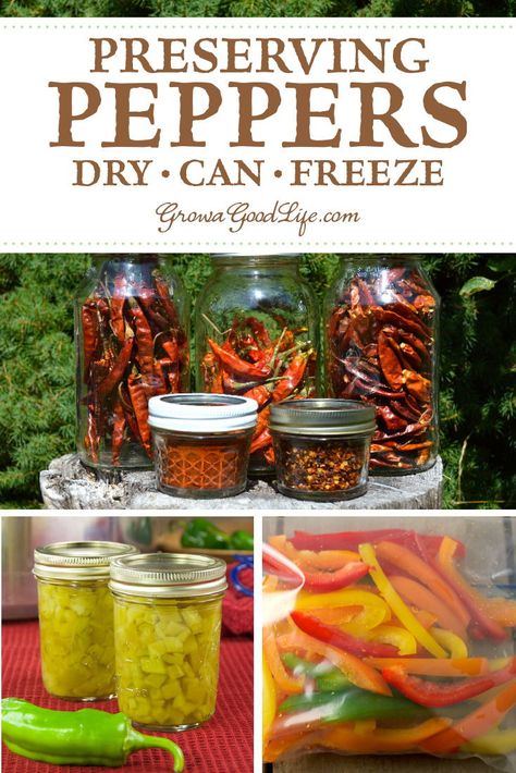 How to Preserve Peppers: Got a bumper crop of peppers from your vegetable garden? Here are several ways to preserve peppers to enjoy all winter including drying, freezing, and canning. How To Preserve Fresh Bell Peppers, Canning Vegetables From Garden, Canning From Your Garden, How To Preserve Fresh Hot Peppers, Bell Pepper Preservation, How To Preserve Peppers From Garden, Ways To Preserve Peppers, Storing Peppers From Garden, Preserving Food From Garden