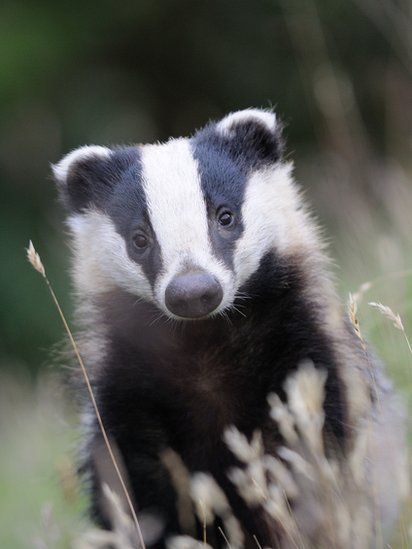 In pictures: Wild Autumn Festival Honey Badger, British Wildlife, Photography 101, Animal Heads, Woodland Creatures, Animal Photo, Forest Animals, Ferret, Woodland Animals