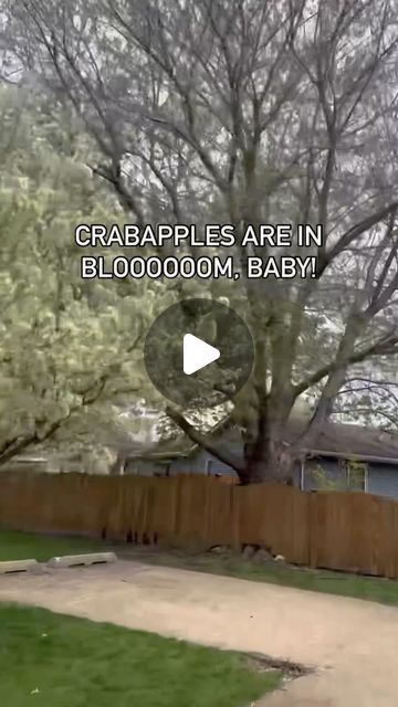 3 likes, 0 comments - itreeschicago on April 18, 2024: "Crabapples are in BLOOM 🌸. • 🌸➡️ https://www.itrees.com/collections/shop-trees-by-species-crabapple-trees". Crabapple Tree, Crab Apple, Flowering Trees, In Bloom, Trees, On Instagram, Instagram