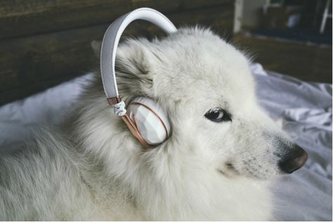 Dog Wearing Headphones, Wearing Headphones, Dog Stories, Headphones, Memes, Dogs, Funny