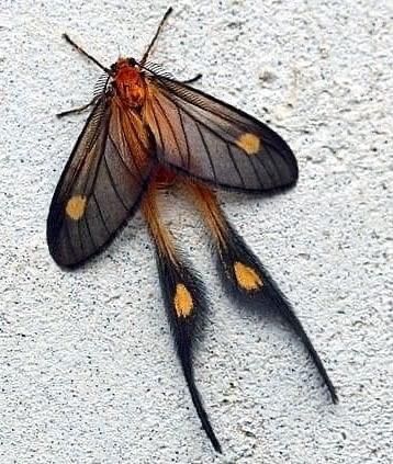 Moon Moth Hybrid, Beautiful Bugs Insects, Bug Reference Photos, Moth Reference Photo, Ghostly Silk Moth, Different Moths, Moth Types, Cool Moths, Insects Reference