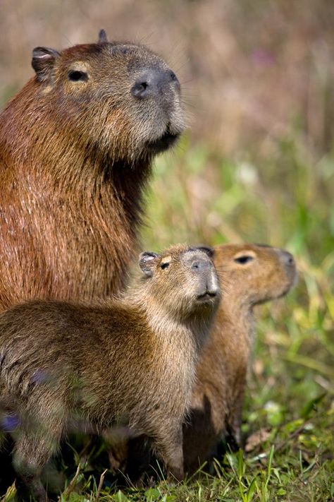 Amazon Forest Animals, Amazonas Aesthetic, Brazil Wildlife, Capybara Tattoo, Aesthetic Capybara, Capybara Cake, Capybara Aesthetic, Amazon Wildlife, Capybara Wallpaper