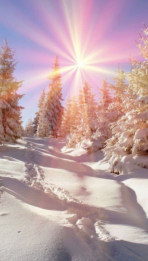 Winter Pine Trees, Christmas Tree Photography, Winter Drawings, Snow Covered Trees, Trees Nature, Winter Sun, Winter Photos, Winter Magic, Winter Scenery