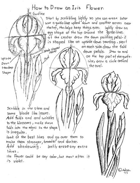 How to Draw an Iris Flower Worksheet Flower Sketch Pencil, Object References, Iris Drawing, Drawings Of Flowers, Improving Balance, Homeschool Games, Iris Painting, Flower Drawing Tutorials, Drawing Flowers