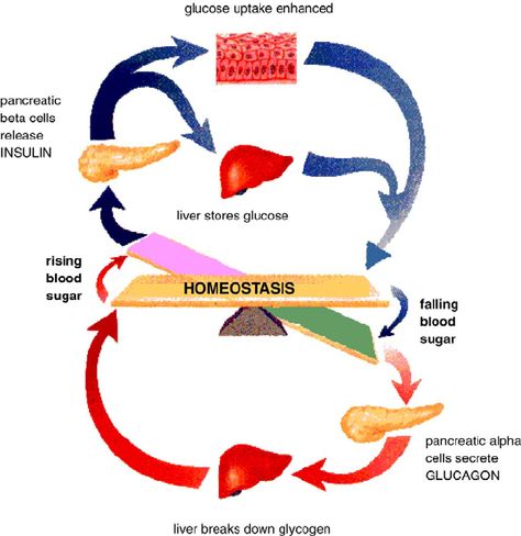 This image shows the two hormones that help regulate blood sugar levels - insulin and glucagon. Insulin is released when blood sugar levels are high and glucagon is released when blood sugar levels are low. This diagram shows when they are released in response to changes in blood sugar homeostasis as well as the target cells/organs they affect. The pancreas produces these two hormones - insulin from beta cells and glucagon from alpha cells. Insulin Therapy, It's Time To Say Goodbye, Medicine Student, Regulate Blood Sugar, Endocrine System, Fried Food, Blood Sugar, Pediatrics, Type 1