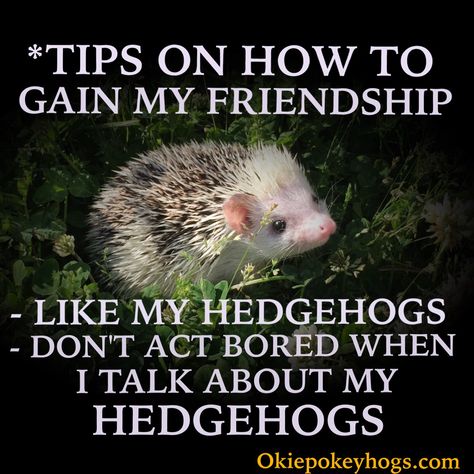 #Fact #hedgehogs #hedgehog #hedgies #quills #friendship #friends Talk To Me, Acting, Animals