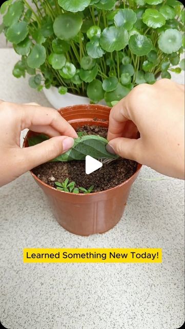 Seed to Flowers on Instagram: "Very effective wY to propagate hydrangea

#HydrangeaTips #GardenHacks #GardeningTips #HomeGardening #garden #gardening #gardenproject #plants" Propagate Hydrangea, Propagating Hydrangeas, Garden Hacks, Garden Stuff, Garden Projects, Gardening Tips, Hydrangea, Something New, Seeds