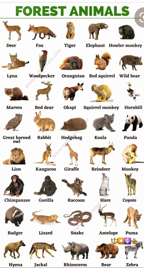 Fruits Name In English, Fruits Name, Animals Name In English, Animal Infographic, Animals Name, Animal Name, Fruit Names, English Learning Books, Learning English For Kids