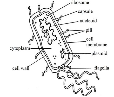 biological drawing of a generalized bacterium Bacterial Cell Drawing, Cell Biology Notes, Cell Drawing, Bacterial Cell, Biology Revision, Living Organisms, Biology Notes, Cell Biology, Cell Wall