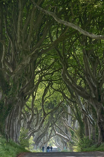 Dark Hedges, Ballymoney Dark Hedges Ireland, Hedges Landscaping, The Dark Hedges, Dark Hedges, Beech Tree, Landscape Features, Ireland Travel, Beautiful Tree, Pretty Places