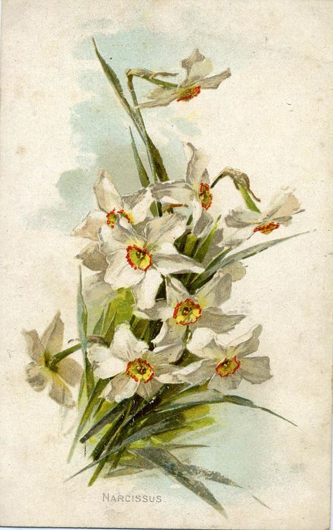 SBLNARCISSUS | patrick.marks | Flickr Catherine Klein, Narcissus Flower, Foto Transfer, Floral Image, Clip Art Vintage, Vintage Postcard, Botanical Illustration, Botanical Art, Daffodils