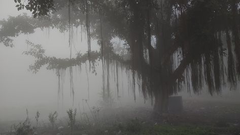 Misty Weather Aesthetic, Early Morning Fog Aesthetic, Foggy City Aesthetic, Ivana Core, Foggy Aesthetic, Foggy Background, Fog Aesthetic, Massive Tree, Foggy Landscape