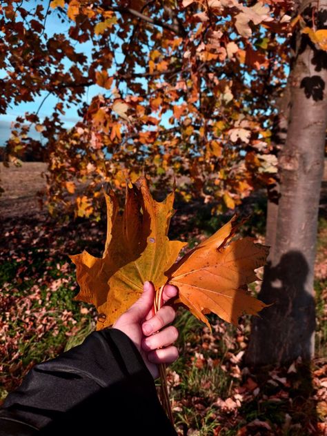 Sunny Autumn Aesthetic, Skylar Aesthetic, Sunny Fall Day, Sunny Autumn Day, Sunny Autumn, Crunchy Leaves, Autumn Walk, Autumn Breeze, Late Autumn