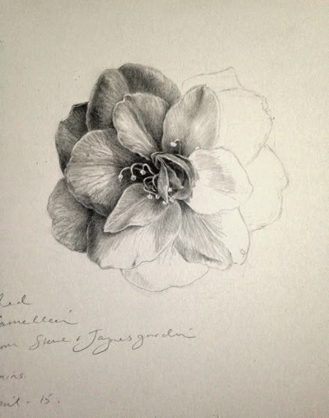 Dianne Sutherland: Day 12 Unfinished Camellia Drawing, Plus some Graphite Tips Camellia Drawing, Botanical Sketchbook, Pencil Drawings Of Flowers, Graphite Art, Pencil Drawing Tutorials, Flower Drawing Tutorials, Observational Drawing, Flower Sketches, Plant Drawing