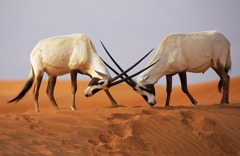 Arabian Oryx, Desert Environment, Out Of Africa, Types Of Animals, Endangered Animals, Desert Plants, Wildlife Animals, Weird Animals, Animal Photo