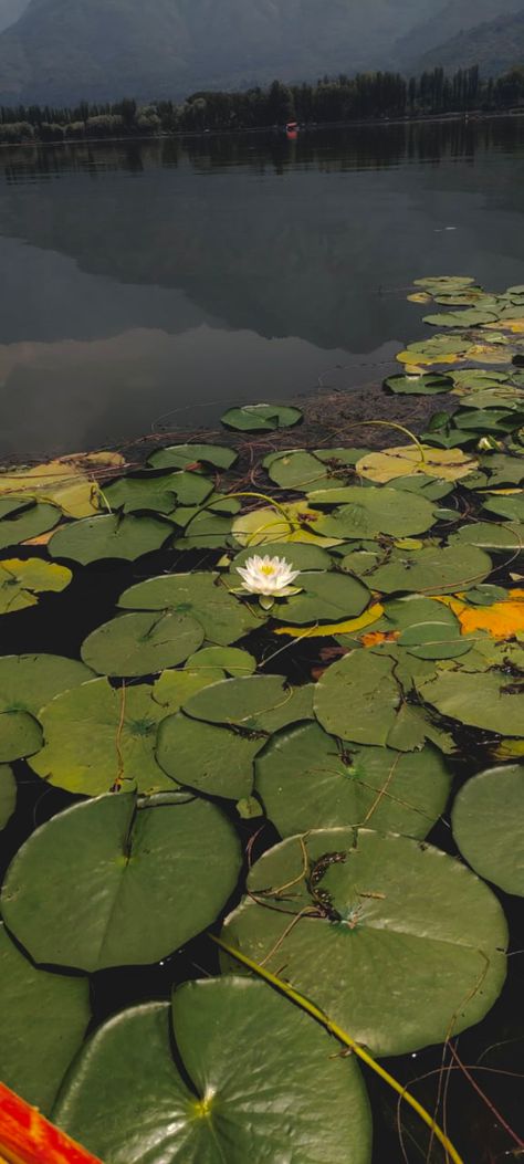 Dal lake Kashmir Dal Lake Aesthetic, Dal Lake Kashmir, Kashmir Trip, Dal Lake, Indian Aesthetic, Heaven On Earth, Aesthetic Pictures, Lotus, Lake