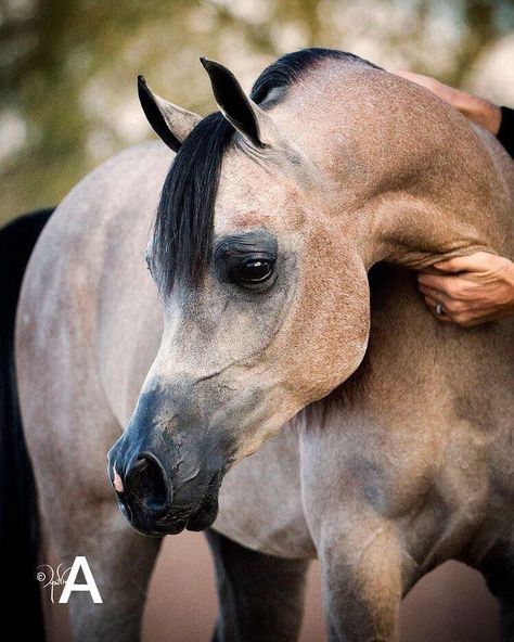 Would you rather... A or B 🤩 Cai Arabi, Arabian Stallions, Beautiful Arabian Horses, Most Beautiful Horses, Most Beautiful Animals, Majestic Horse, All The Pretty Horses, Horse Crazy, Horse Equestrian