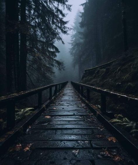 Rain Vibes, Dark Forest Aesthetic, Timing Is Everything, Wild Forest, Dark Nature Aesthetic, Forest Road, Landscape Photography Nature, Beautiful Weather, After The Rain