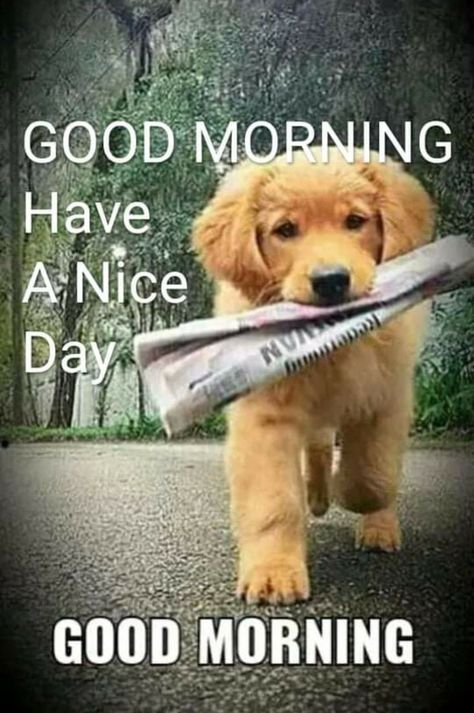 Verknipte Humor, Good Morning Dog, Good Morning Animals, Good Morning Cat, Good Morning Wishes Gif, Good Morning My Friend, Good Morning Greeting Cards, Good Morning Funny Pictures, Cute Good Morning Images