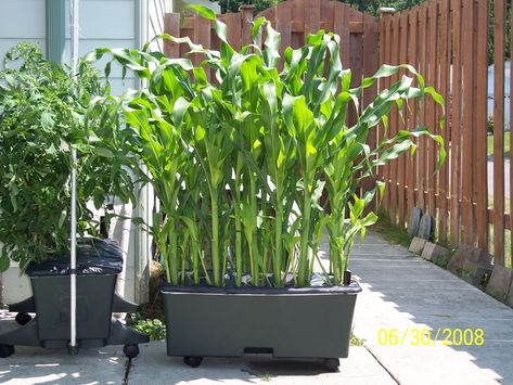 corn is pollinated by the wind, grow them very close to each other. I think its best to buy 20 inch pots  pick corn is in the morning or evening when it is cool. The silk on the ears should have turned dark brown, unhusked ears should be plump and milky. Corn is ready about 3 weeks after the tassel grows on top of the corn plant Garden Buddies, Planting Corn, Homestead Gardening, Pot Gardening, Growing Corn, Bucket Gardening, Planter Garden, Dream Farm, Future Garden