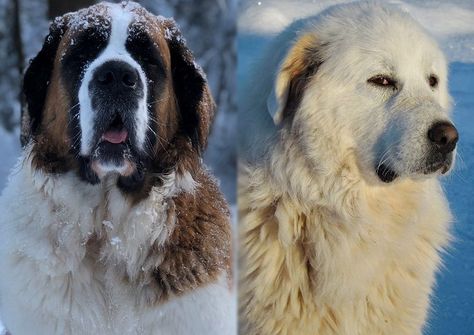 Saint Bernard Great Pyrenees, Saint Pyrenees Dog, Saint Bernard Mix, St Bernard Mix, Puppy Training Biting, Pyrenees Puppies, Saint Bernards, St Bernard Puppy, Great Pyrenees Dog