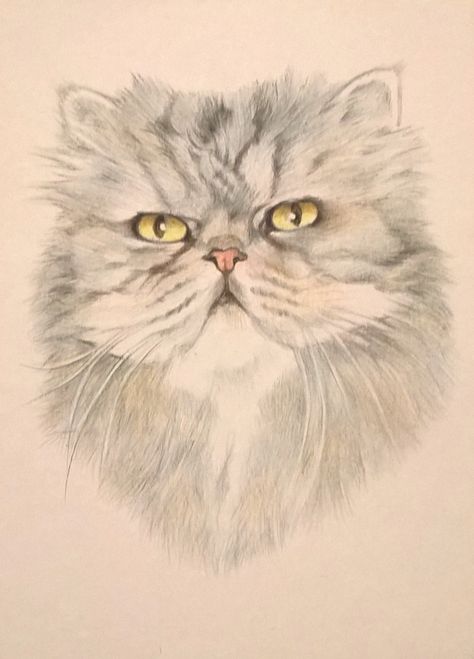 A portrait of my beautiful Persian cat Persian Cat Drawing Sketch, Persian Cat Tattoo Design, Persian Cat Tattoo, Persian Cat Drawing, Persian Cat Art, Himalayan Persian Cats, Red Sketch, Cat Face Drawing, Realistic Animal Drawings