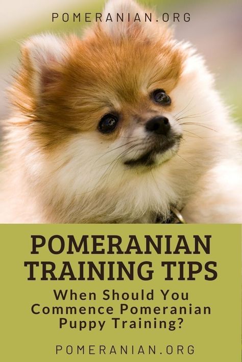 Training A Pomeranian Puppy, Pomeranian Puppy Training, Pomeranian Training, Dog Trick, Toy Pomeranian, Pomeranian Dogs, Dog Remedies, Pomeranian Puppies, Dog Information