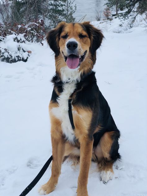 Mix Breed Puppies, Bernese Golden Retriever, Bernese Mountain Dog Mixed With Golden Retriever, Bernese Retriever, Dog Mix Breeds, Golden Retriever Australian Shepherd, Golden Mountain Dog, Mixed Dogs, Mixed Breed Puppies