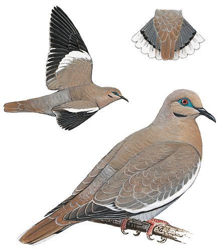 White-Winged Doves, White-Winged Dove Pictures, White-Winged Dove ... White Winged Dove, Dove Sketches, Brown Dove, Stock Dove, Dove Drawing, Dove Flying, Dove Pictures, Sneaker Posters, Dove Bird