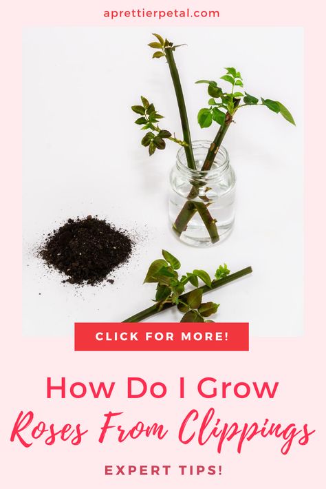 How To Root Roses From Cuttings, Propogate Roses From Cuttings, How To Grow A Rose Bush From A Clipping, Replanting Roses From Stems, Grow A Rose From A Stem, How To Transplant Roses Bushes, Rose Propagation In Water, Roses Growing Tips, Rose Clippings Planting