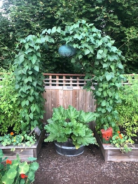 Moments in Allison’s Garden - FineGardening Rhubarb Garden, Wildlife Garden Design, Small Vegetable Garden, Eclectic Garden, Rabbit Resistant Plants, Gardening Magazine, Window Box Plants, Garden Vertical, Fine Gardening Magazine