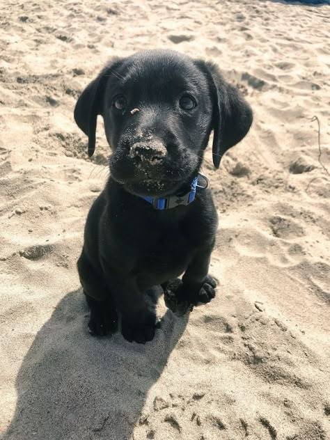 Labrador Noir, Black Puppy, Black Lab Puppies, Really Cute Dogs, Black Labs, Lab Puppies, Dog Painting, Black Lab