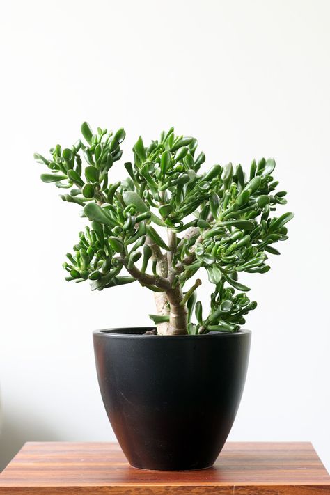 Jade Plant Low Maintenance Indoor Plants, Indoor Plants Low Light, Houseplants Low Light, Easy House Plants, Succulent Garden Indoor, Lucky Plant, Sansevieria Trifasciata, Jade Plant, Garden Vines