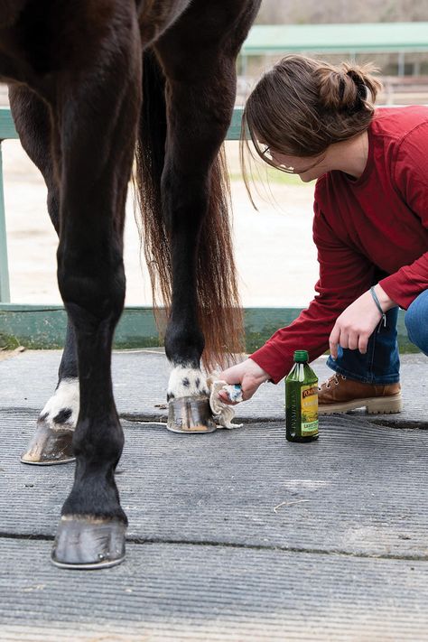 10 Horse Grooming Hacks Senior Horse Care, Grooming Hacks, Horse Videos, Riding Lessons, Horse Grooming, Grooming Tips, Equestrian Sports, Grooming Routine, Healthy And Happy