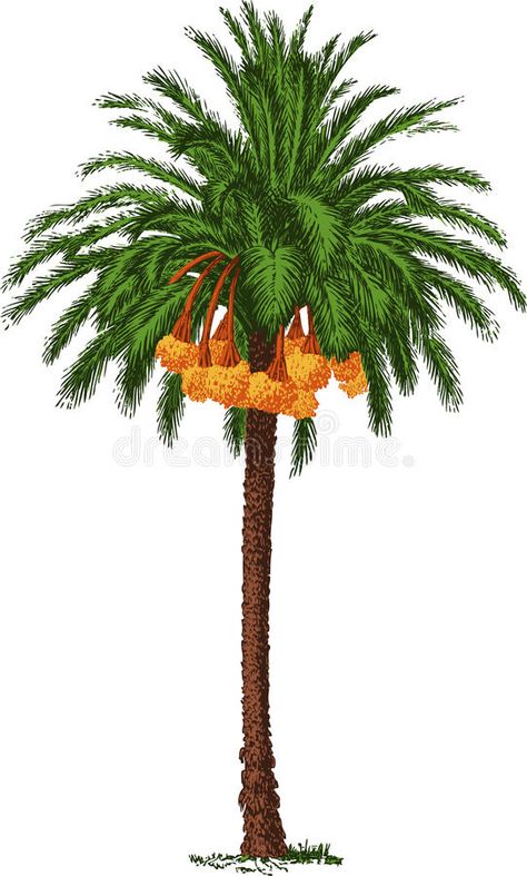 Tropical date palm. Vector. Green tropical date palm tree , #AFFILIATE, #palm, #date, #Tropical, #Vector, #tree #ad Mughal Trees Png, Date Palm Tree Illustration, Date Palm Tree Drawing, Mexican Palm Tree, Date Tree, Miniature Palm Trees, Date Palm Tree, Palm Tree Illustration, Dates Tree