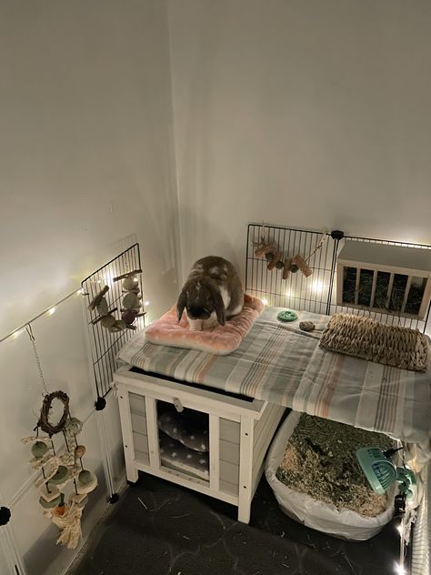 Bedroom Rabbit Setup, Bunny Set Up Indoor Apartment, Bunny Care Aesthetic, Cute Rabbit Enclosure, Small Bunny Cages In Bedroom, Aesthetic Bunny Setup, Rabbit In Bedroom, Indoor Rabbit Setup Ideas, Bunny In Bedroom