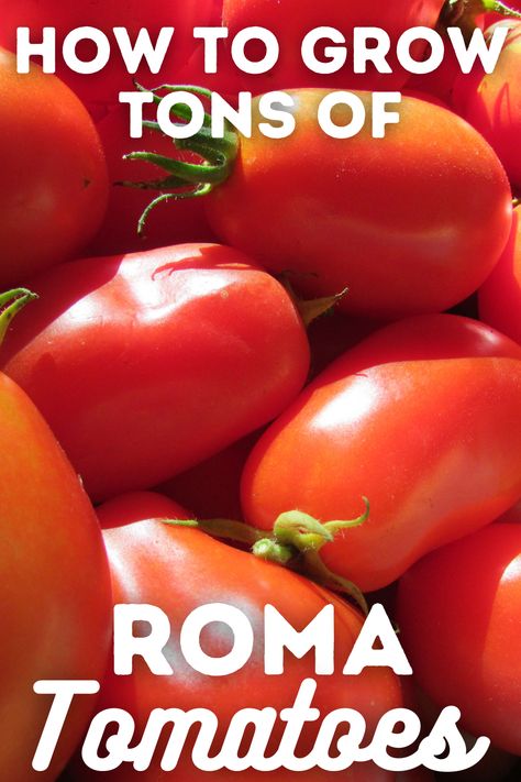 Grow Roma Tomatoes, Growing Roma Tomatoes, Growing Vegetables From Seeds, Tomatoes In Pots, Tomato Varieties, Growing Vegetables In Pots, Growing Raspberries, Types Of Tomatoes, Vegetable Garden Diy