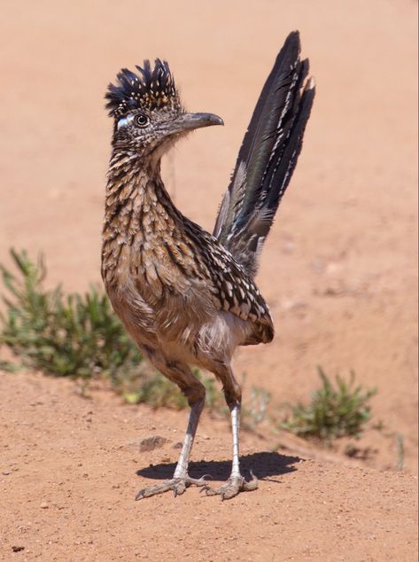 Roadrunner Art, Road Runner Bird, Roadrunner Bird, Arizona Birds, Greater Roadrunner, Desert Animals, Incredible Creatures, Southwest Art, Pretty Animals