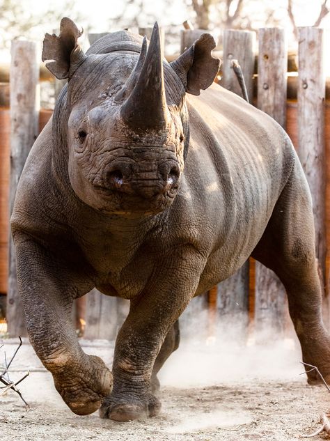 A Rare Success–Near-extinct East African black rhino return to the wild - Conservation Frontlines Ecological Restoration, Rhino Pictures, Zoo Miami, South African Animals, Nursery Murals, African Animals Photography, Comparative Anatomy, African Wildlife Photography, African Rhino