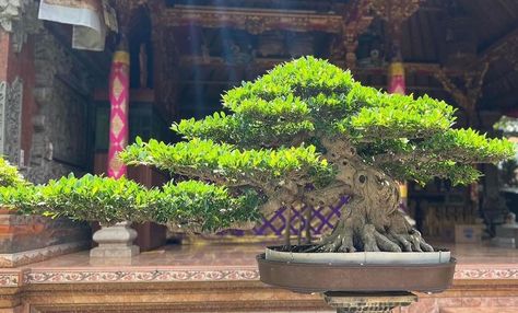 Kimeng Bonsai Kimeng, Tiger Bark, Ficus Bonsai, Bonsai Ficus, Bonsai Ideas, Bonsai Trees, Bonsai Tree, Trees