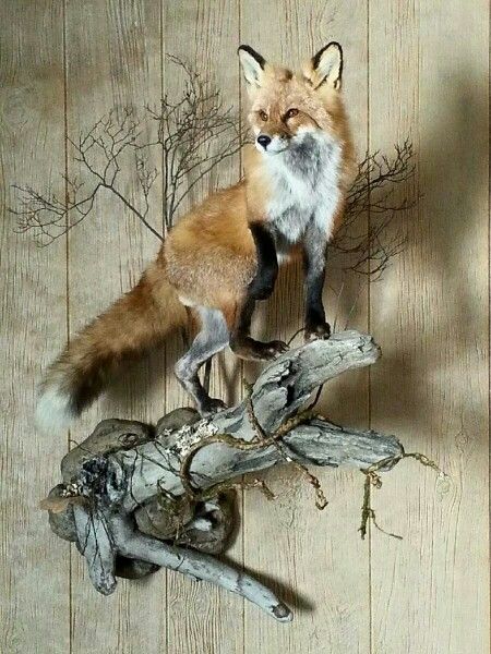 Red Fox Taxidermy Room, Coyote Mounts, Hunting Rooms, Bobcat Mounts, Hunting Trophy Room, Fox Taxidermy, Taxidermy Fox, Deer Mount Ideas, Antler Mounts