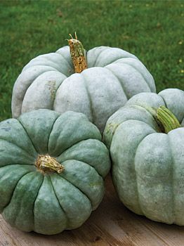 Pumpkin Canvas Painting, Green Pumpkins, Shabby Chic Fall, Outside Fall Decor, Fall Canvas Painting, Pumpkin Canvas, Squash Seeds, Pumpkin Squash, Let's Make Art