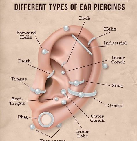 Earrings Names, Ear Piercing Diagram, Ear Piercings Placement Chart, Piercing Placement, Piercing Types, Piercings Nose, Piercings Ear, Ear Piercings Chart, Piercing Chart